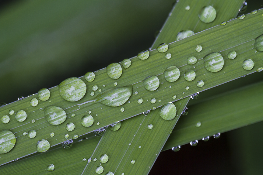 water drops leaf_MG_7897