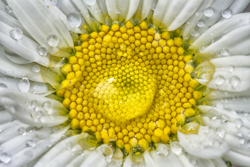 Water_drops_flower_v1_MG_7659