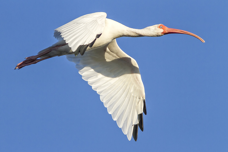White Ibis v1 Ding 11 17_MG_4597