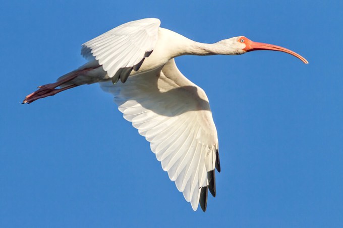 White Ibis v1 Ding 11 17_MG_4597
