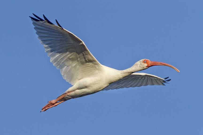 White_Ibis_v1_Ding nik_11 17 _MG_4593-2