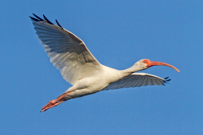 White_Ibis_v1_Ding nik_11 17 _MG_4593-2