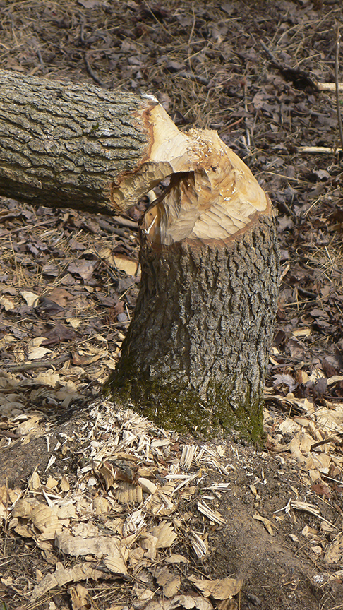 Beaver Tree v1_P1060445