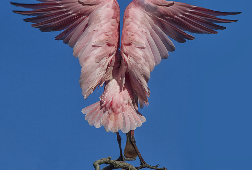 Roseate Spoonbil v2_MG_0018