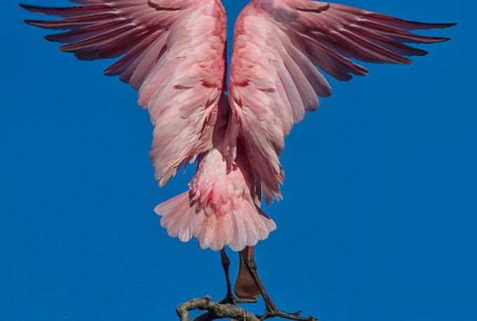 Roseate Spoonbil v2_MG_0018