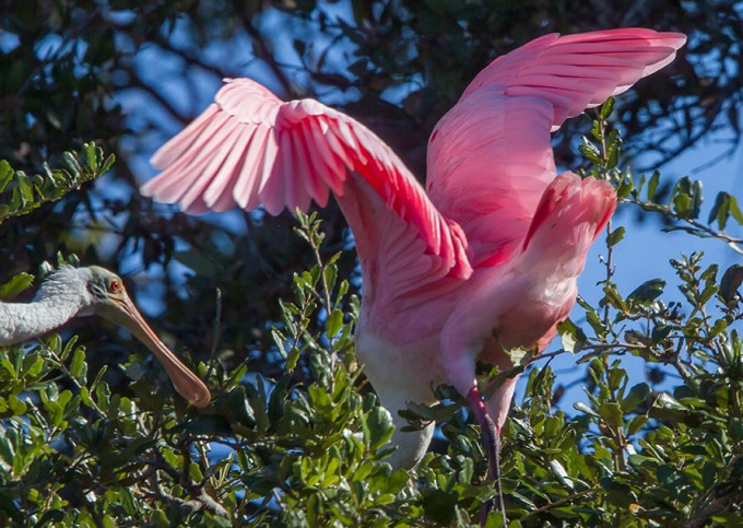 Roseate Spoonbill v1_MG_0173