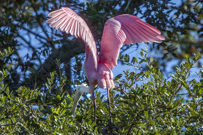 Roseate_Spoonbill v2_MG_0166