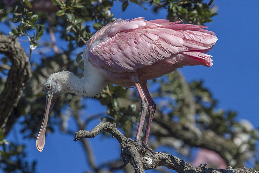 Roseate_Spoonbill v2_MG_0183