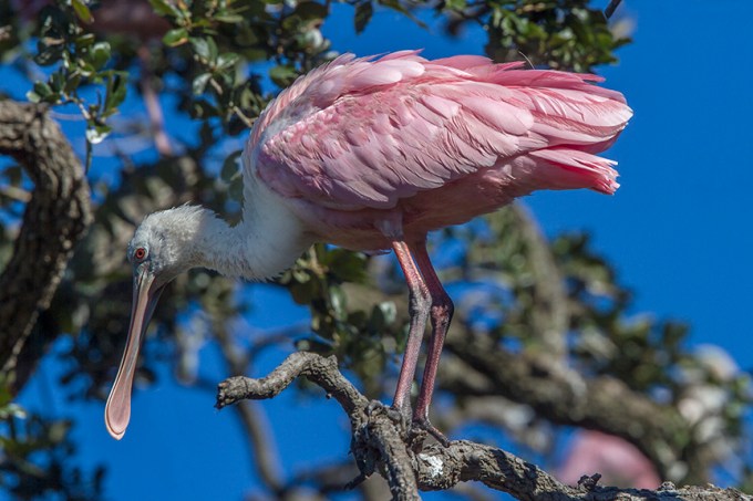 Roseate_Spoonbill v2_MG_0183