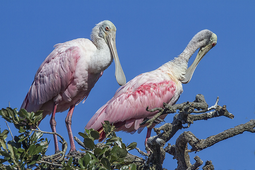 Roseate_Spoonbills_v2_MG_0107