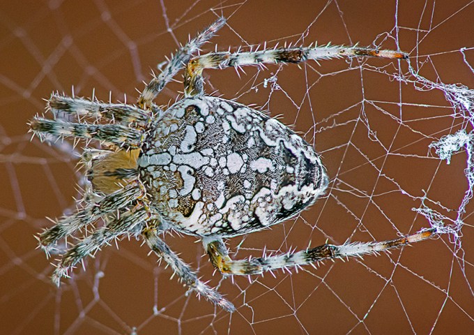 Spider 6 img stk m43 200mmFD v2
