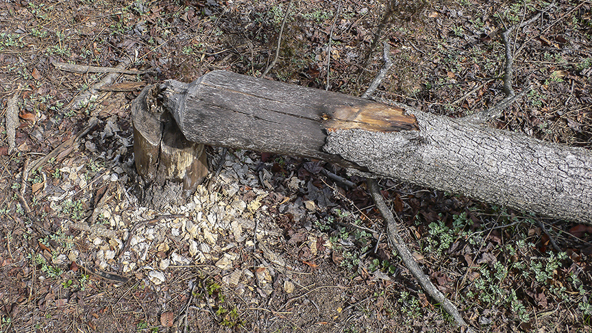 Tree Beaver v1 P1060418