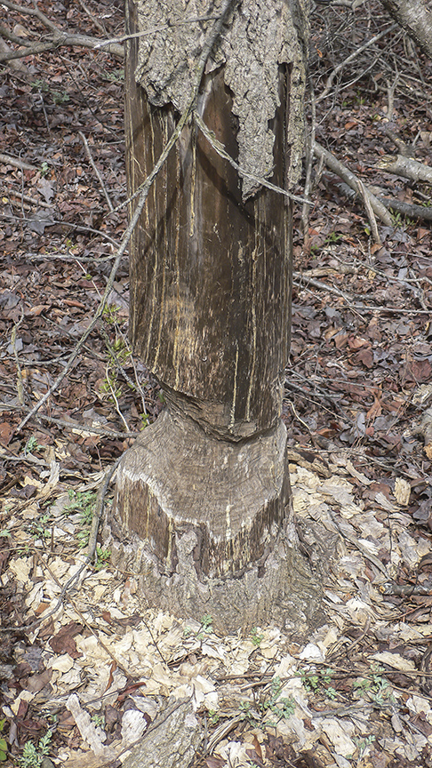 Tree_beaver v1 P1060421