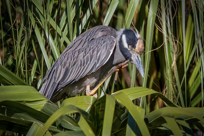 YCNH_Itch v2_MG_0086