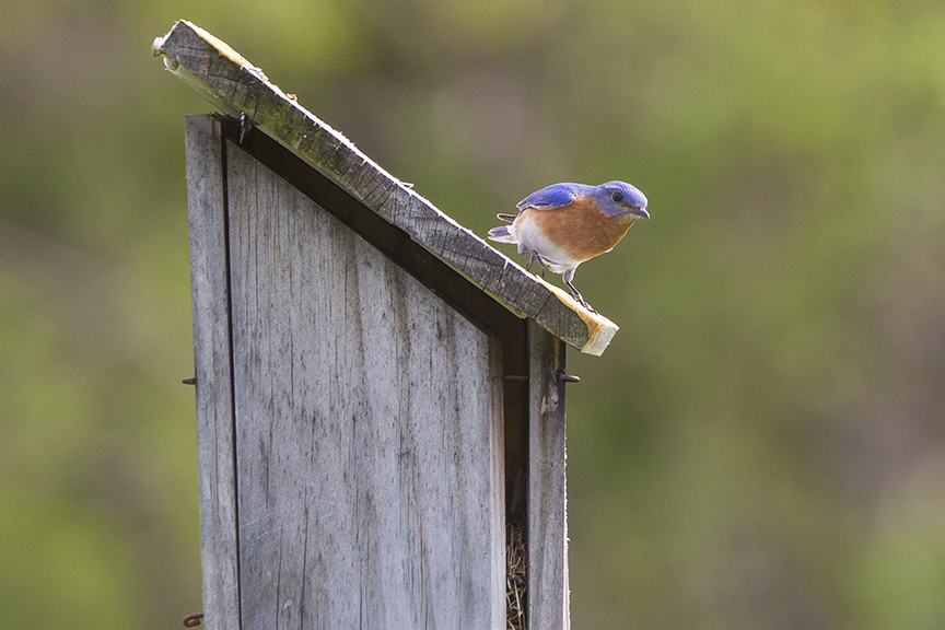 Blue Bird_v2_DM18_43G7034