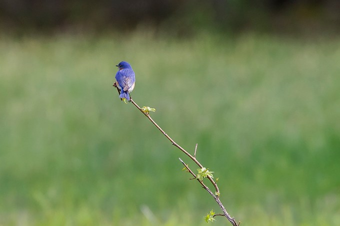 Blue_Bird_v1_DM18_43G7076