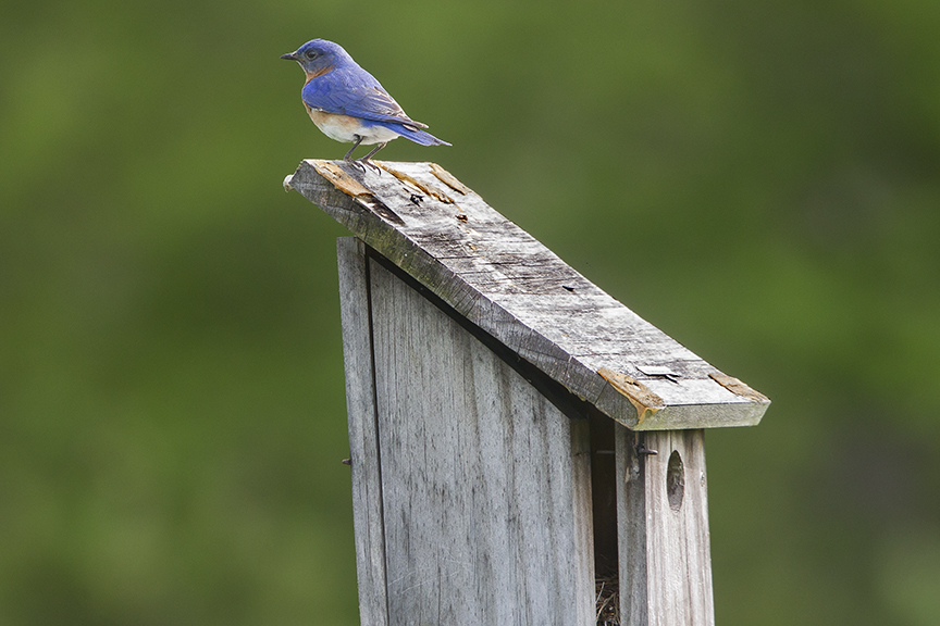 Blue_Bird_v2_DM18_43G7062