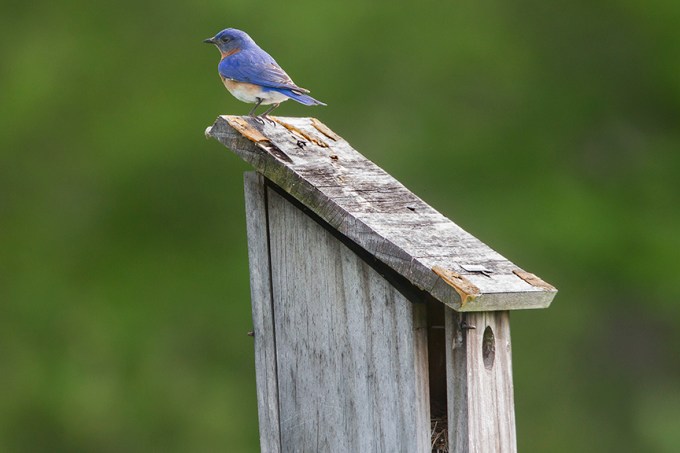 Blue_Bird_v2_DM18_43G7062