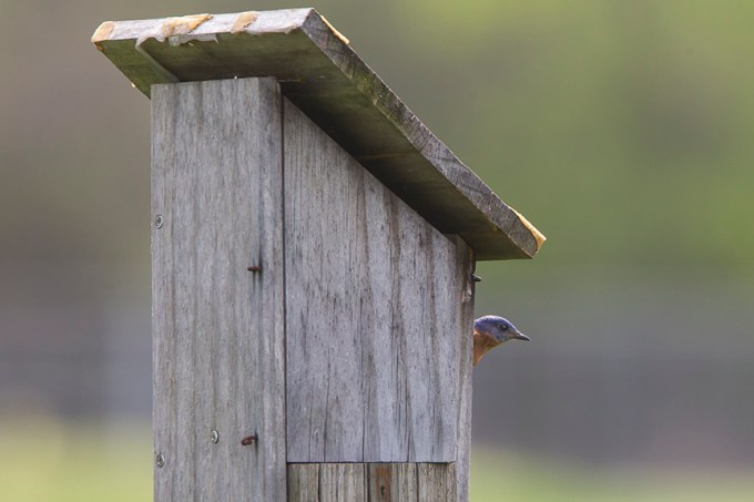 Blue_Bird_v2_DM18_43G7080