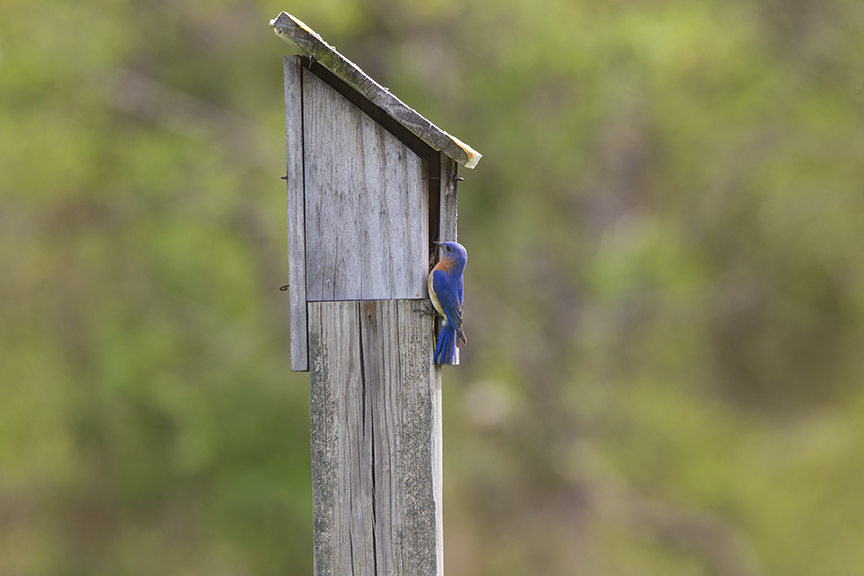 BlueBird House_v1_DM18_43G7023