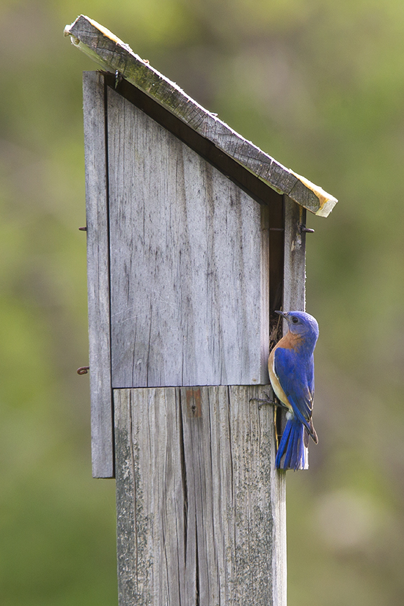 BlueBird House_v3_DM18_43G7023