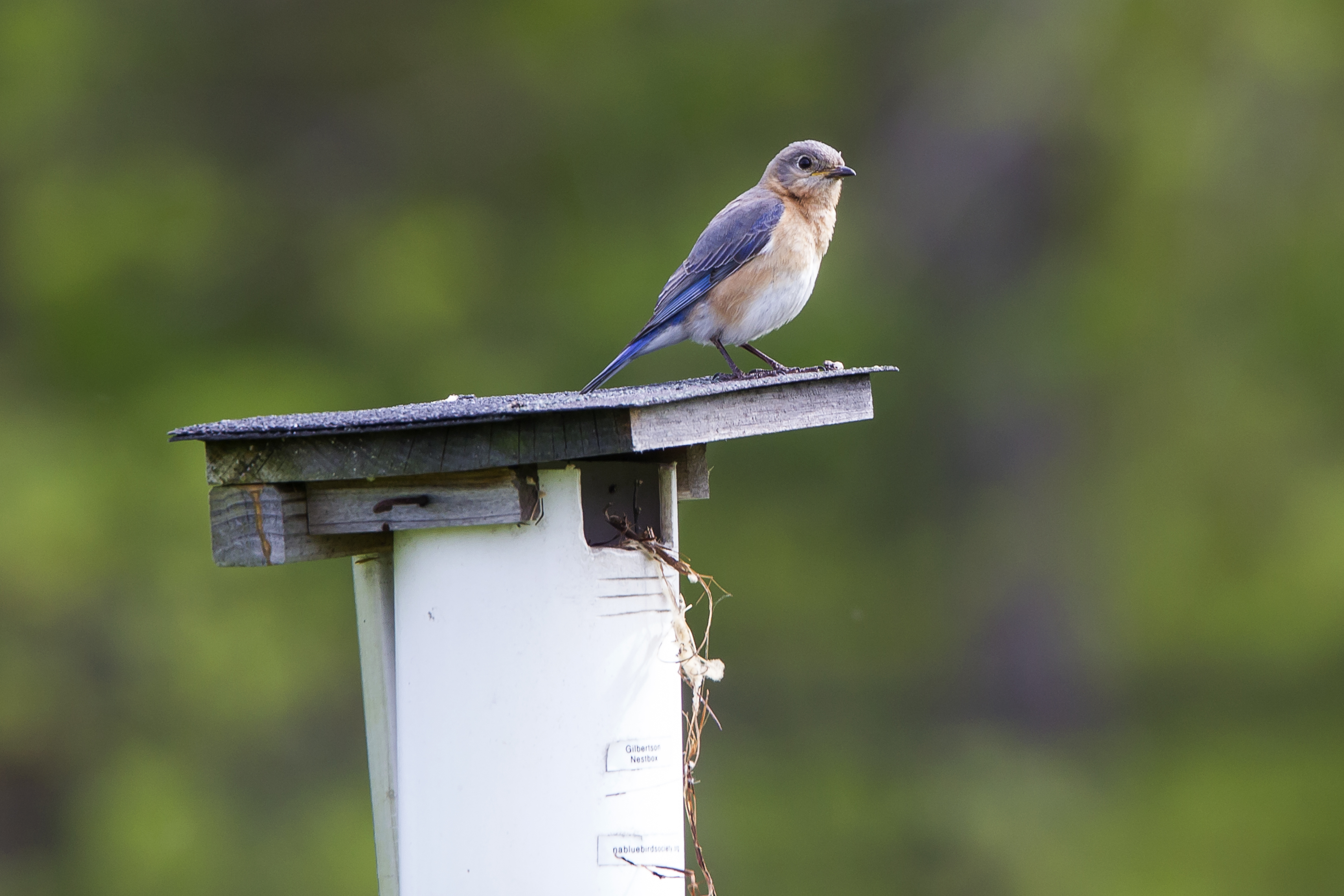 BlueBird v1 DM 18_43G7006