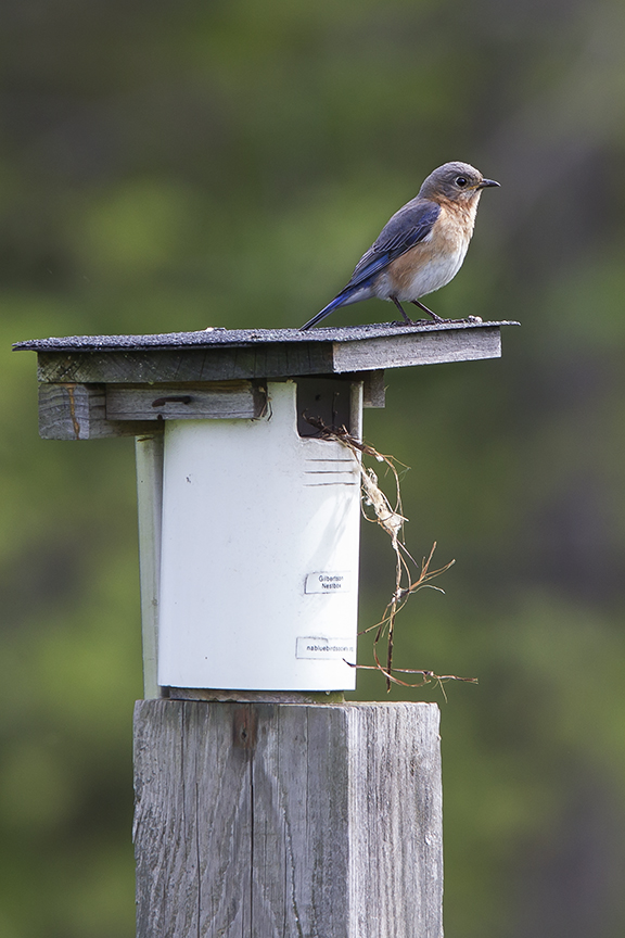 BlueBird v2 DM 18_43G6989