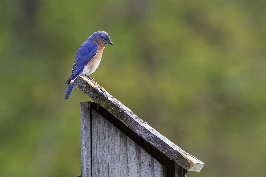 BlueBird v2 DM 18_43G6991