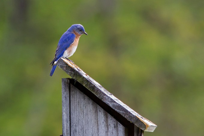 BlueBird v2 DM 18_43G6991