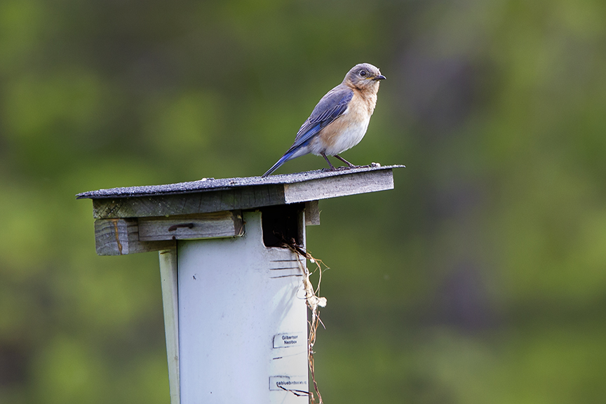 BlueBird v2 DM 18_43G7006