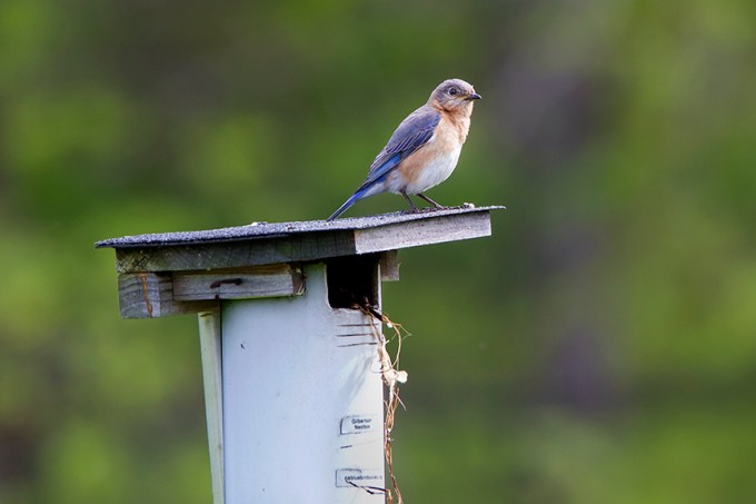 BlueBird v2 DM 18_43G7006