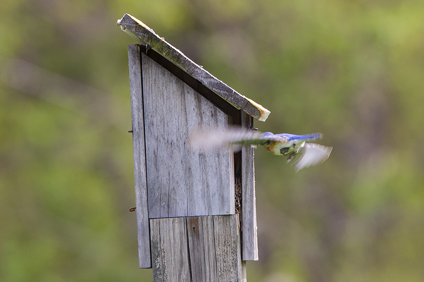 BlueBird_incoming_v1_DM18_43G7037