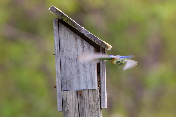 BlueBird_incoming_v1_DM18_43G7037