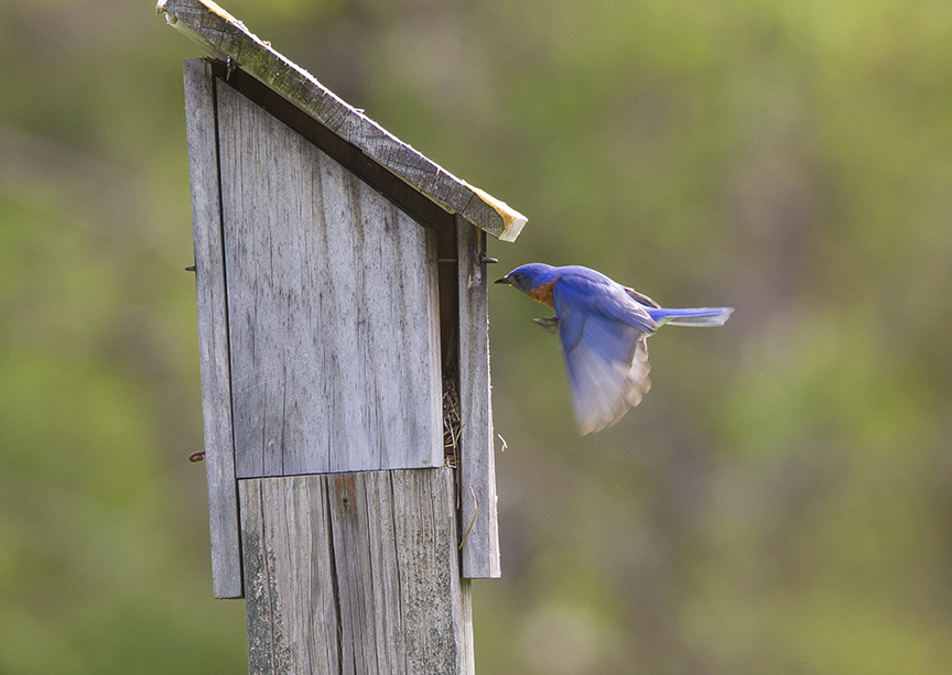 BlueBird_incoming_v1_DM18_43G7038