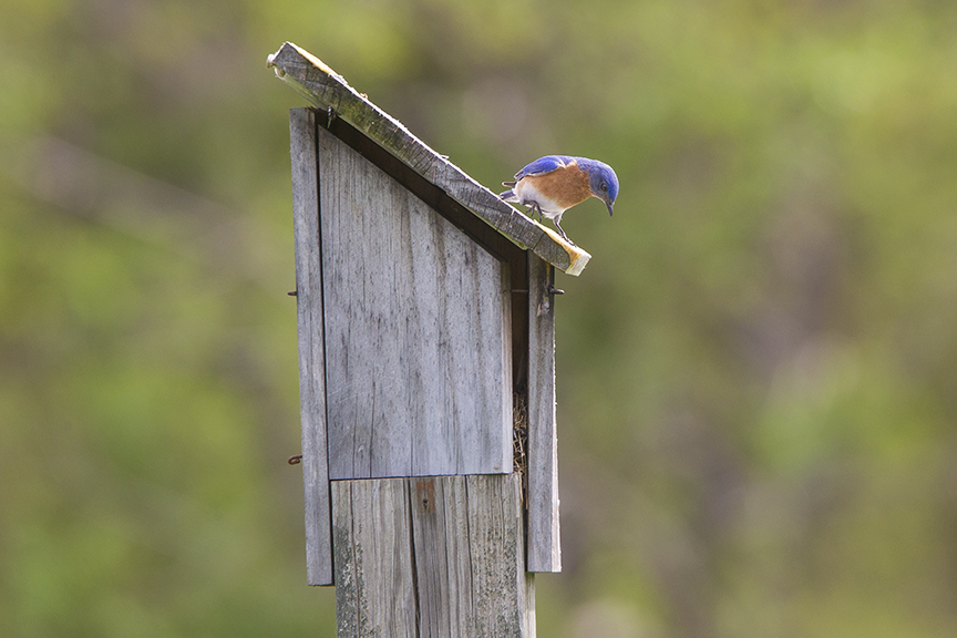 BlueBird_v1_DM18_43G7033