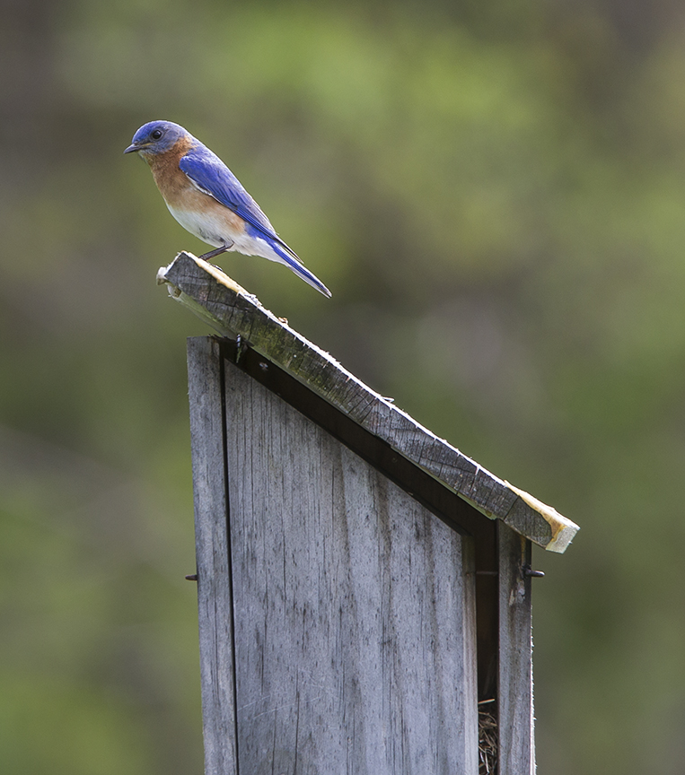 BlueBird_v2 DM 18_43G7001