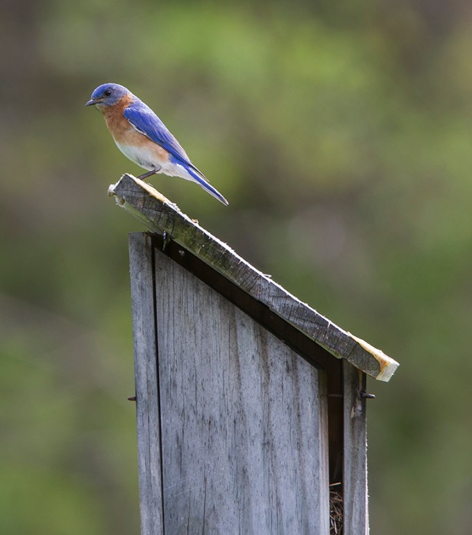 BlueBird_v2 DM 18_43G7001