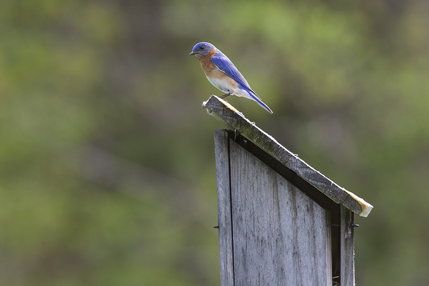 BlueBird_v3 DM 18_43G7001