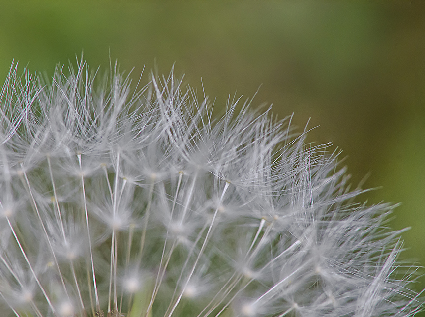 C_Dandelion 4stk img 4a