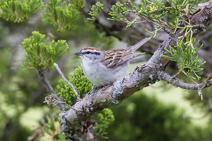 Chipping_Sparrow_v3_DM18_43G6934