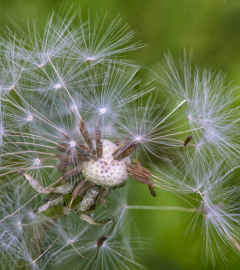 Dandelion Natures Fireworks v2 7img stk