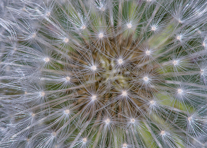 Dandelion stk 5 img a1