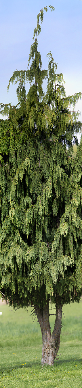 DM Tree 16img Horiz Pano