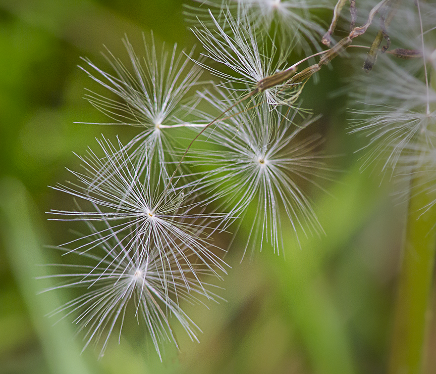 E_Dandelion stk 4img v2