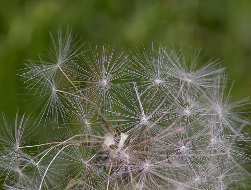 F Dandelion stk 4img v1