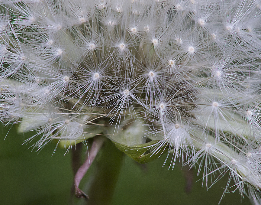 G Dandelion stk 4img