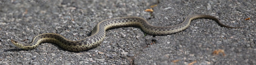 Garder Snake 7 sht pano