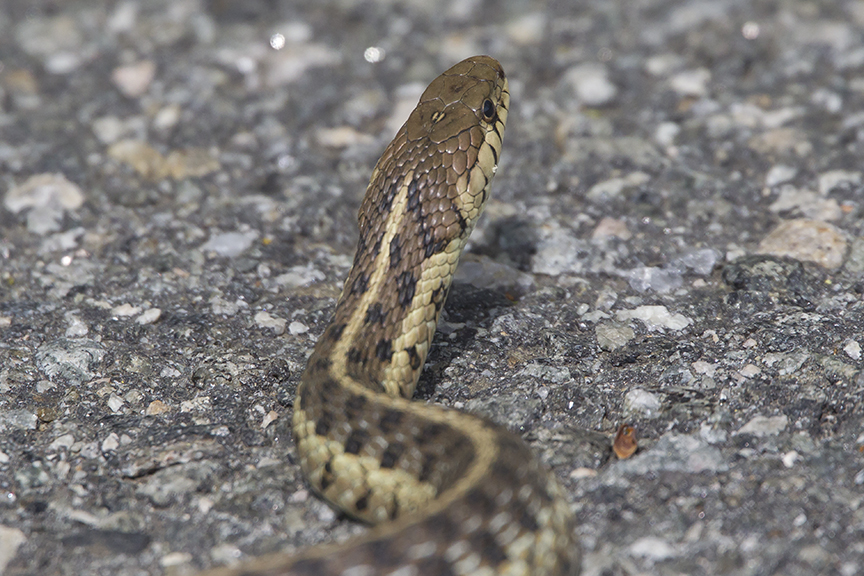 Garter snake head v1_DM_43G7274