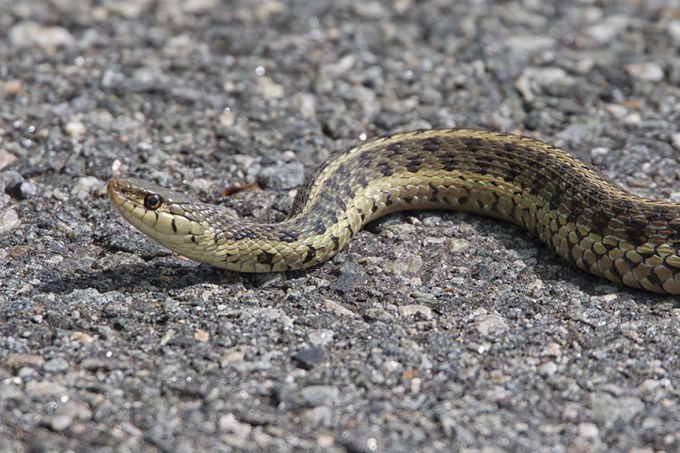 Garter_Snake v2_DM 4_18