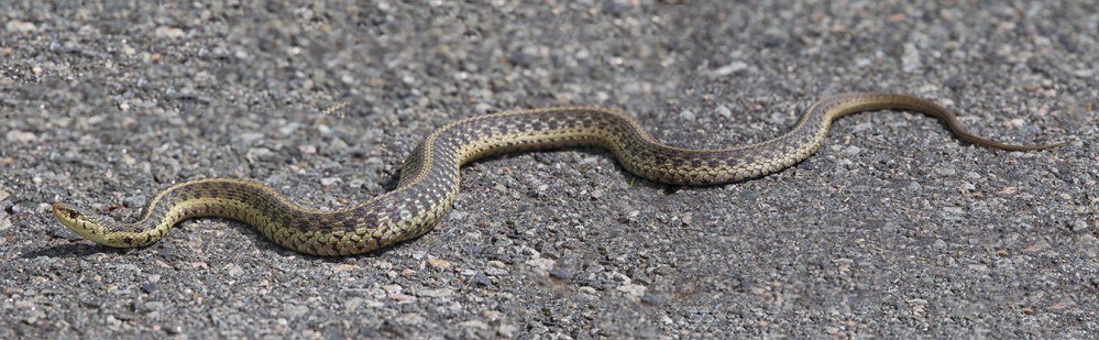 Garter_Snake v3_Nik_DM 4_18
